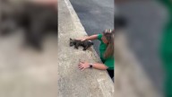 Una enfermera le hace RCP a un mapache borracho y le salva la vida.