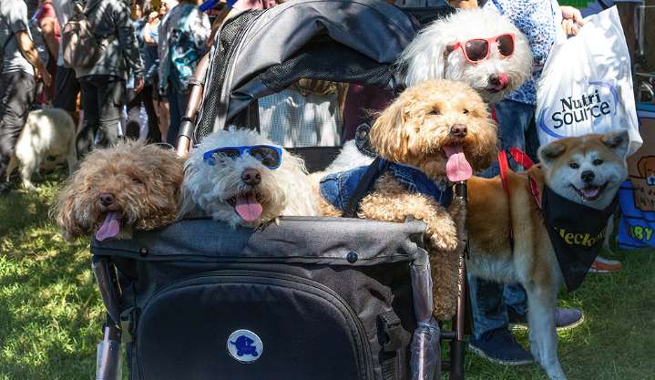 Pet Sounds, Endless Summer and Other Events, Sept. 17