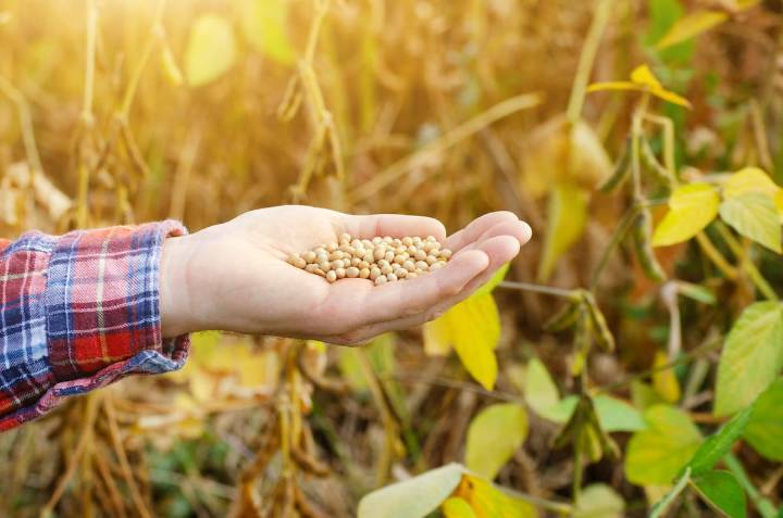 Presión en el mercado. La necesidad de los exportadores empujó una mejora del precio de la soja