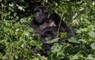 En Uganda, una vibrante economía turística impulsa la conservación de los gorilas de montaña en peligro de extinción
