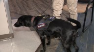 Gun-sniffing dogs deployed at DPS in new push for student safety 