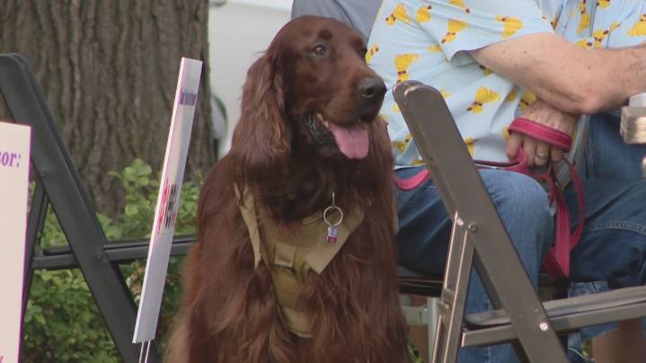 '2025 Hair Ball' raises funds for Pet Friendly Services of Indiana