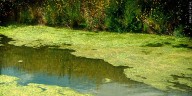 Harmful algae bloom detected at Wamplers Lake in Lenawee County