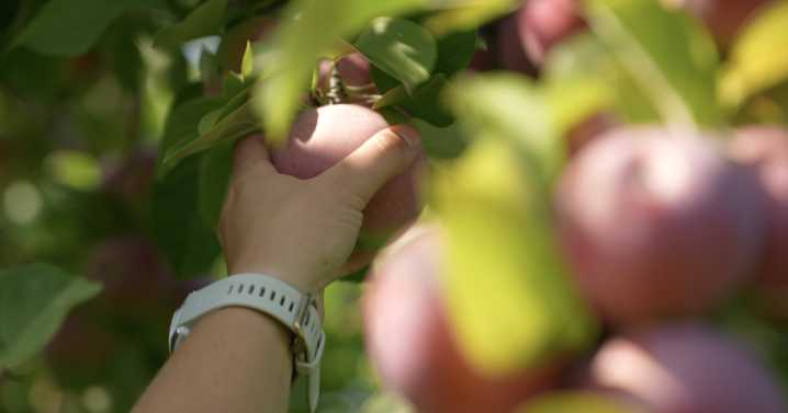 Swanson's Mountain View Orchard getting ready for fall 'u