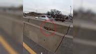 New York Driver Sees Something Strange Between The Highway And Realizes It’s Alive