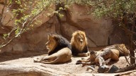 Zookeeper Killed After Being Attacked By Lions In Front Of Horrified Guests