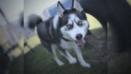 Sibling Huskies Are Stuck In Shelter For Over A Year And The Reason Stuns Washington Rescuers