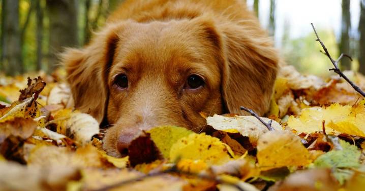 9 Signs Your Dog Has Been Poisoned By Conkers