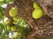 Cuáles son las propiedades curativas del cirián