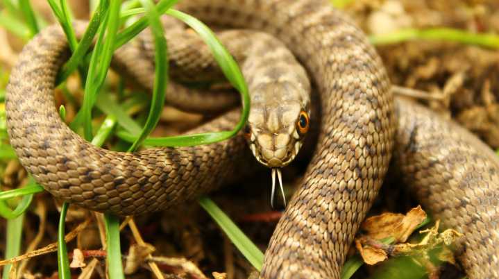 The Overlooked Solution That Helps Keep Snakes Out Of Your Yard Naturally