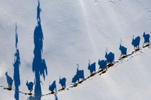 Sweden’s Sami fear for future amid rare earth mining plans
