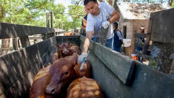 Argentina dejará de vacunar contra la aftosa en 2026