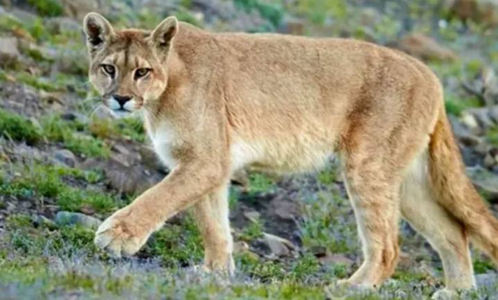 Sigue la búsqueda del puma que fue visto en las inmediaciones de un country de