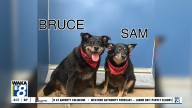 Pets of the Week: September 1