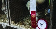 Hymers Fall Fair draws thousands