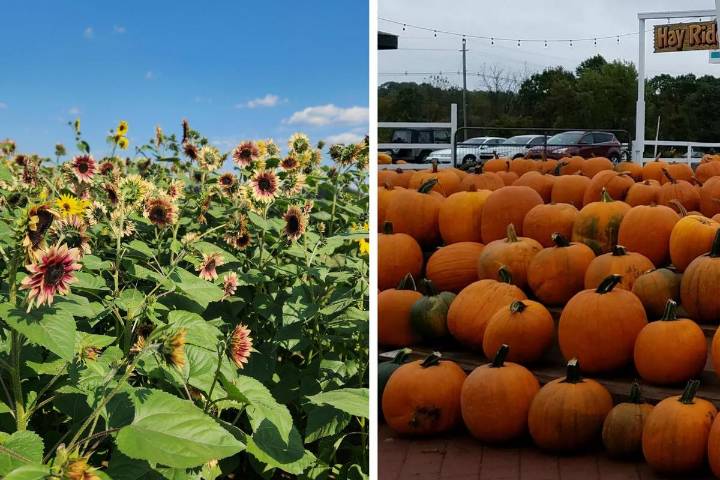 NJ fall fun means sunflowers, corn mazes and pumpkins