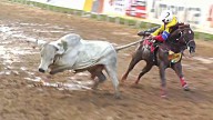 La Corte Constitucional ratificó la ley “No más Olé” y amplió su alcance a otras actividades con animales.