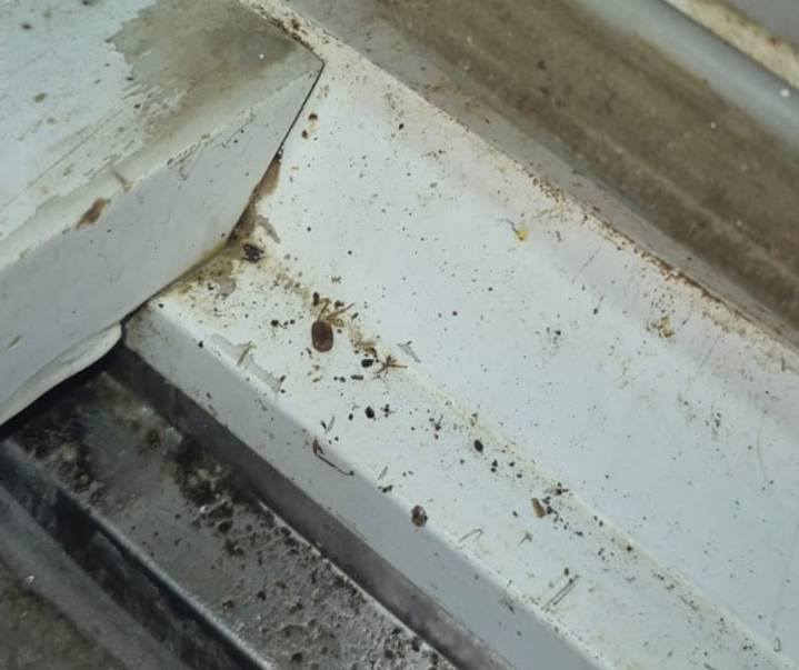 Cierran 2 restaurantes en Ibagué por plagas y suciedad
