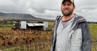 'Not the cow, the how': calls to overhaul food system
