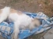 Nuevo caso de maltrato animal: perrito muere tras ser lanzado de tercer piso en Trujillo