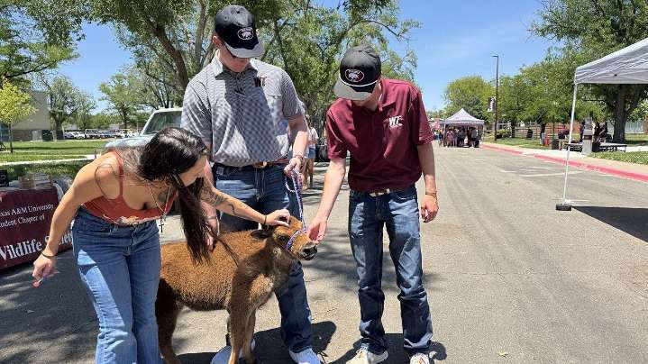Meet Sally, new WTAMU Buffs mascot in training