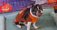 Glasgow dogs invited to Harry Potter themed Halloween party next month