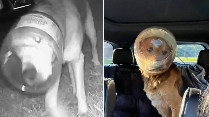 Michigan Rescuers Race Against Time To Save Stray Dog With Head Caught In Jar