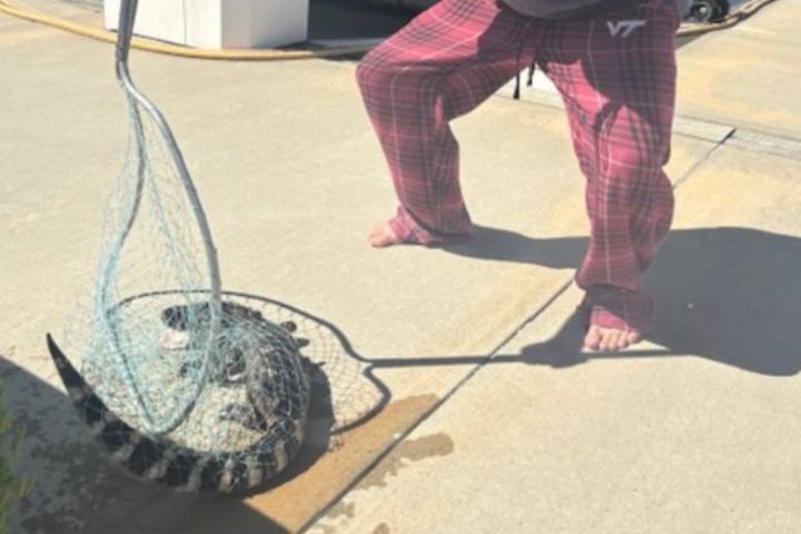 DC man catches alligator at The Wharf