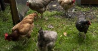 Elizabeth Licata: Did Buffalo chicken out on backyard poultry?