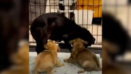Texas Foster Puppies Go Crazy With Excitement When Their Mama Joins A Foster Home Too