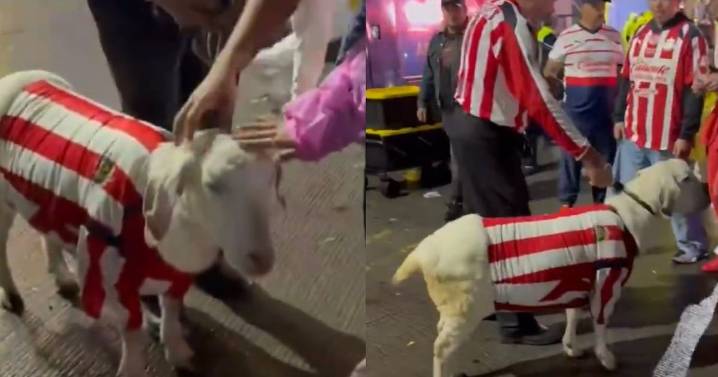 Video: Aficionado sorprende al llevar una cabra al América vs Chivas