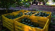 Regreso a clases saca cero en inflación y repuntan precios