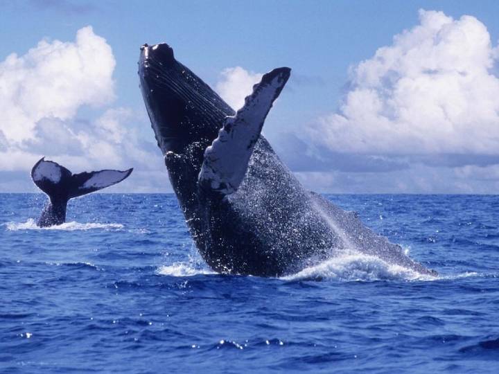 Avistamiento de ballenas inicia temporada en el Pacífico colombiano