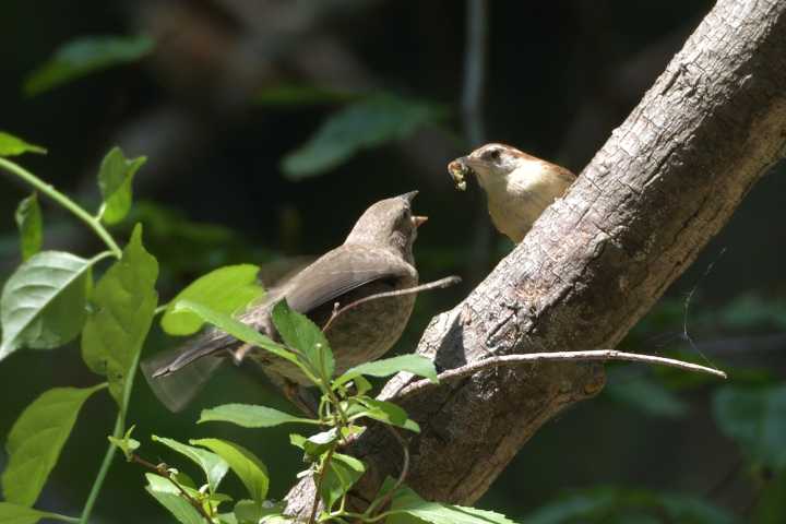 Brood Parasitism