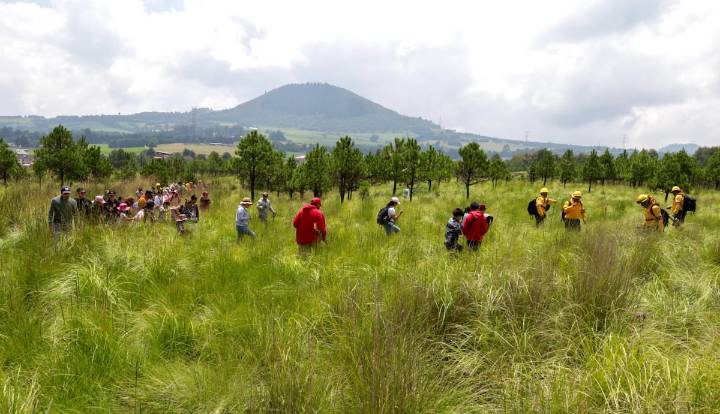 Reforestación en el Bosque de Agua alcanza 7.2 millones de ejemplares en dos meses