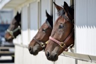 Apex upsets Endurance to win record-breaking Mohawk Million