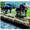 NRV Master Gardener Association seeks applicants