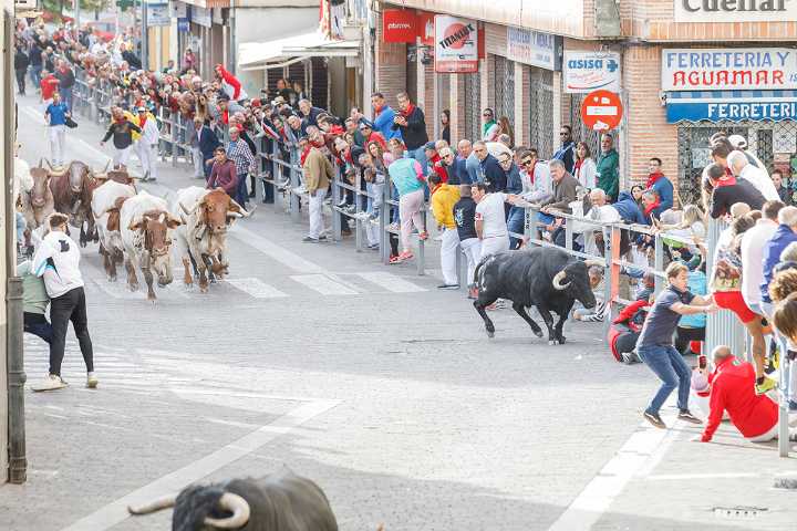 Los toros de la ganadería portuguesa Rosa Rodríguez dejan tres heridos en el tercer encierro de Cuéllar (Segovia)