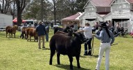 Junior steer claims carcase win at Led Beef Extravaganza 2025