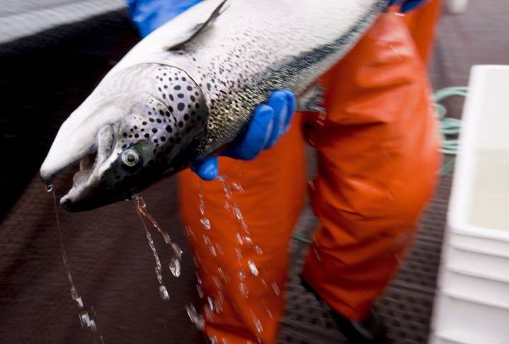 About 400,000 salmon dead across three fish farms in Newfoundland