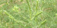 Health officials: Ragweed, mold can lead to more asthma
