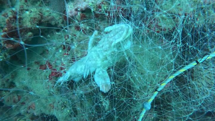 Guardianes del Mar, el grupo de buzos que está cambiando el turismo en el Golfo de Tribugá