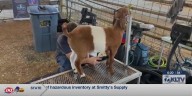 Boer Goat Show