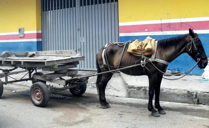 Zorras, caballos y motocarros: radiografía de una transición inconclusa