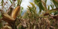 Claves para achicar la brecha del maíz en Entre Ríos