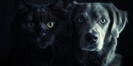 ¿Son más inteligentes los perros o los gatos? Qué dice la ciencia
