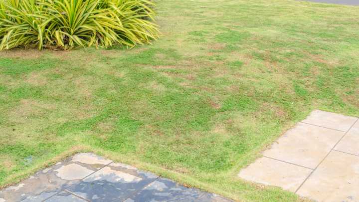 Why Your Lawn Has Dead Yellow Patches (& What To Do About It)