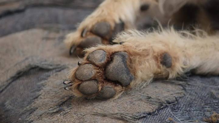 Hombre lanza cohete envuelto en pañal y “lomito” resulta herido en Tehuacán