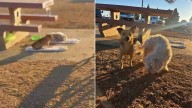 California Rescuers Devastated After Finding Two Dogs Curled Up Under A Park Bench, Hoping For Help
