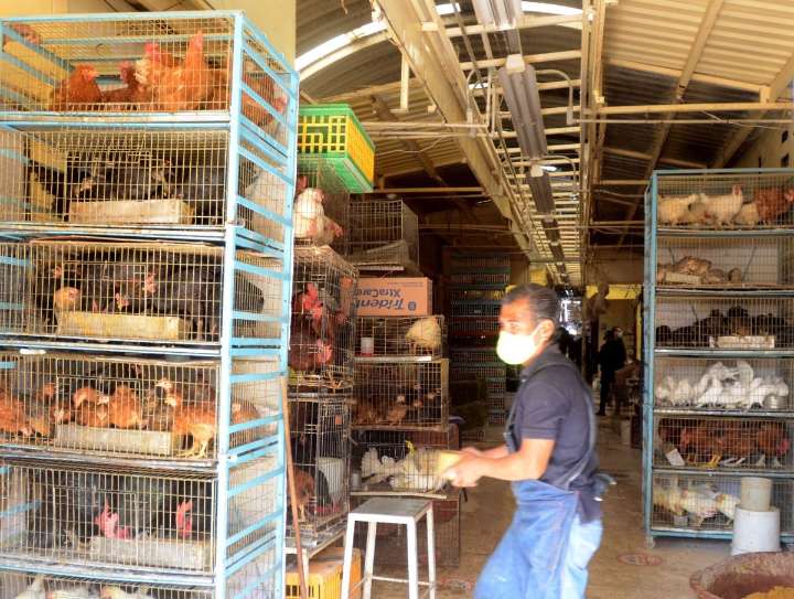 Protestan contra iniciativa que plantea prohibir exhibición de animales para su venta
